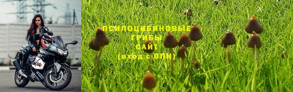 крисы Баксан