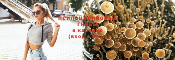крисы Баксан